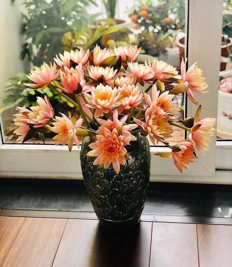 Chị em đua mốt chơi mới, hoa dại mọc hoang nay trở nên đắt đỏ-1