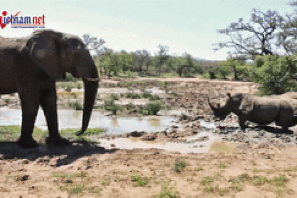 Clip: Bị tê giác truy đuổi, người đàn ông sợ hãi trèo lên cây-1
