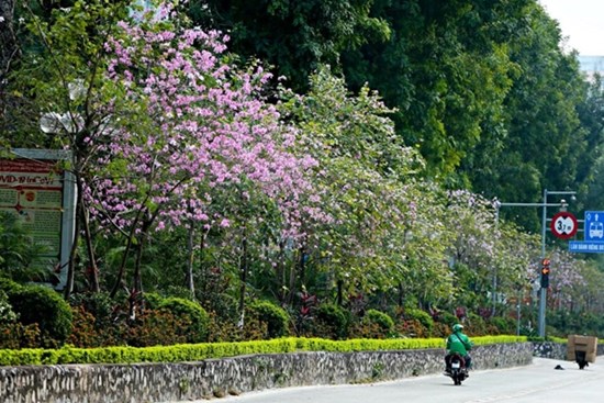 Về Hà Nội tháng 3, ngắm hoa ban, hoa sưa nở rực từng góc phố