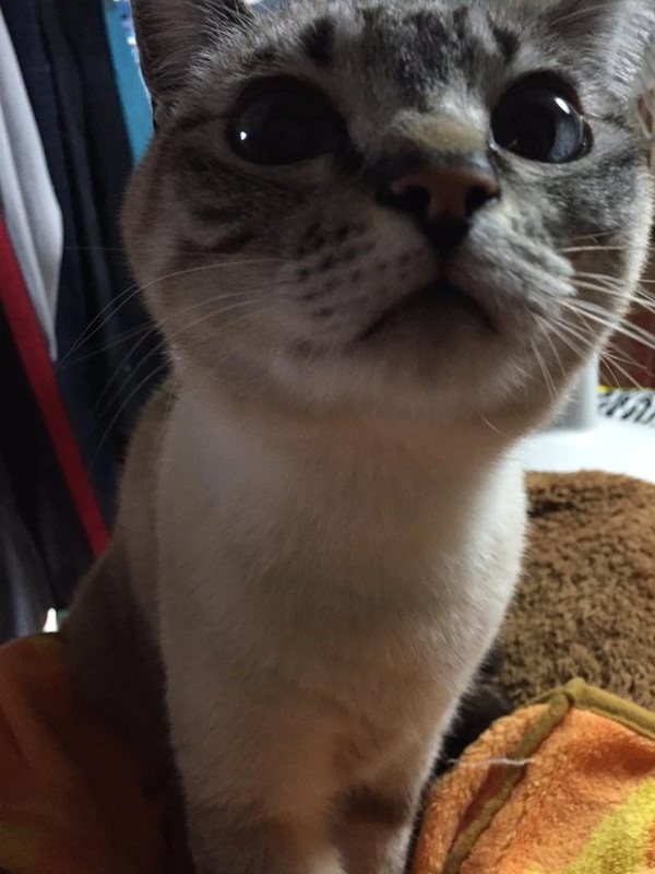 Chuẩn bị búp bê cho ngày lễ thiếu nhi, cô gái thức dậy chứng kiến cảnh rợn người, danh tính kẻ gây rối và nguyên do khiến ai cũng ngã ngửa-6