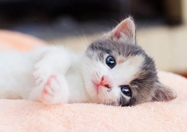 10 ngày tới: 3 con giáp trúng số, vận đỏ như son làm gì cũng giàu có-1