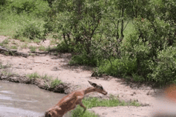 Phát hiện cá sấu khổng lồ ẩn mình dưới sàn nhà dân-1