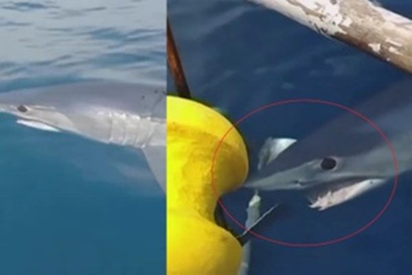 Cá mập trắng vây quanh du khách ở bãi biển Mỹ-1