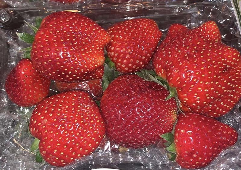 Dâu tây Mộc Châu đắt hơn đồ Nhật, về Hà Nội giá vip 1 triệu đồng/kg-1