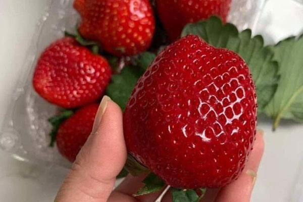 Dâu tây Mộc Châu bán ngập chợ, làm thế nào để phân biệt với dâu Trung Quốc?-5