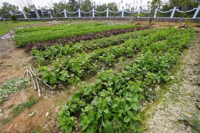 Khu vườn rau củ quả trong nhà thờ Tổ của NSƯT Hoài Linh-2