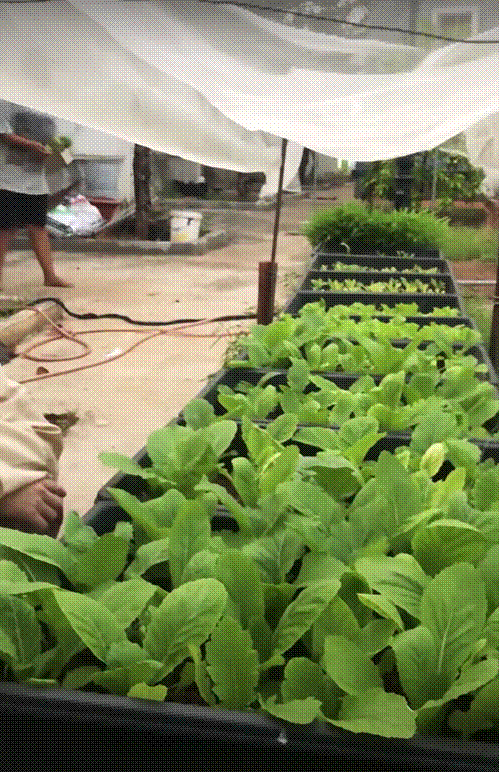 Khu vườn rau củ quả trong nhà thờ Tổ của NSƯT Hoài Linh-6