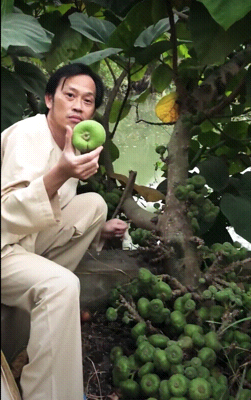 Khu vườn rau củ quả trong nhà thờ Tổ của NSƯT Hoài Linh-8