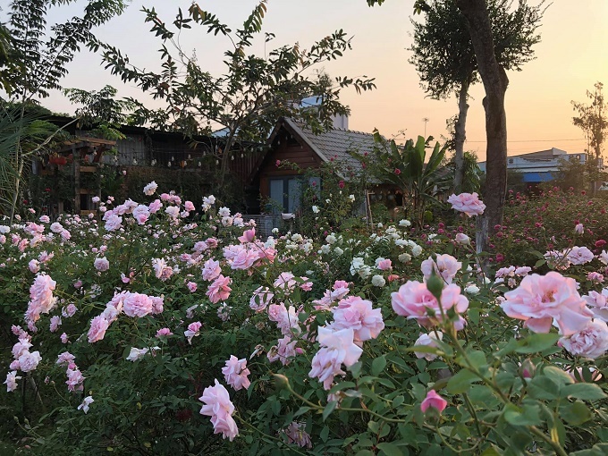 Ngôi nhà hoa hồng rộng 15m2 của vợ chồng trẻ ở Vũng Tàu-9