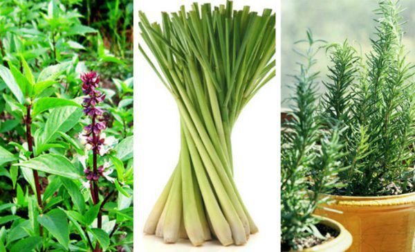 Đây là 5 cách đuổi muỗi khi trời nồm không cần dùng hóa chất nhưng rất hiệu quả-2