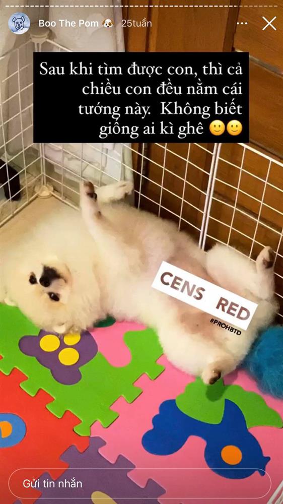 Phu nhân TGĐ Phan Thành đăng ảnh ôm chú chó định mệnh nhưng xem xong dân tình lại nghĩ cô có bầu?-4