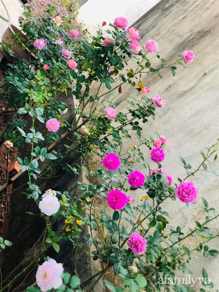 Bận rộn chăm sóc 3 con, bà mẹ đảm vẫn một tay thiết kế khu vườn đầy hoa đẹp như mơ ở Đắk Nông-11