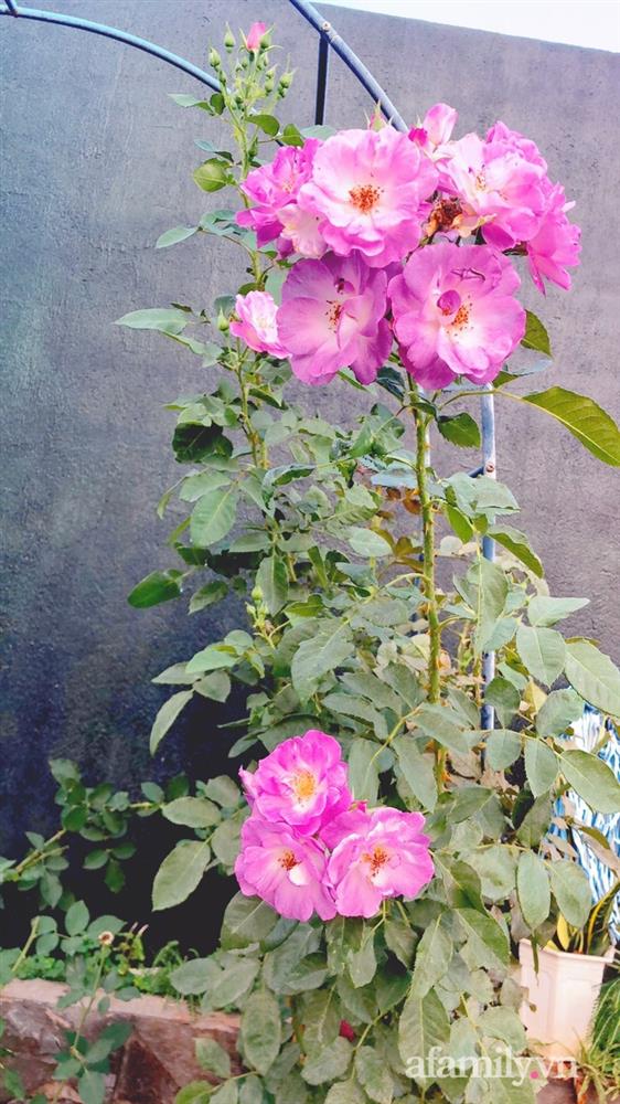 Bận rộn chăm sóc 3 con, bà mẹ đảm vẫn một tay thiết kế khu vườn đầy hoa đẹp như mơ ở Đắk Nông-17