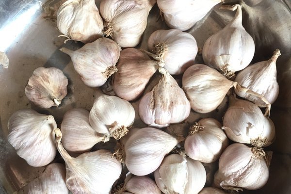 Bóc mẽ chiêu lừa hành tỏi Trung Quốc giả hàng Kinh Môn - Hải Dương-7