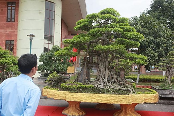 Mãn nhãn cây sanh hồn quê đất Việt”, khách trả 6 tỷ chủ nhân chưa bán-1