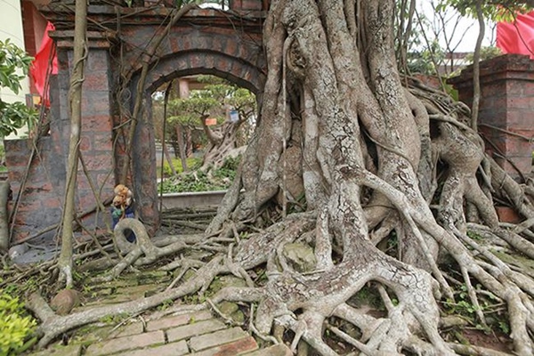 Mãn nhãn cây sanh hồn quê đất Việt”, khách trả 6 tỷ chủ nhân chưa bán-5