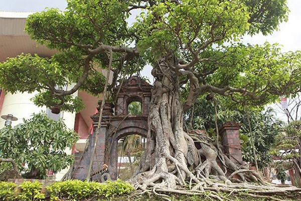 Những cây sanh hiếm có khó tìm, đại gia đổi ngang 8 lô đất tiền tỷ-5