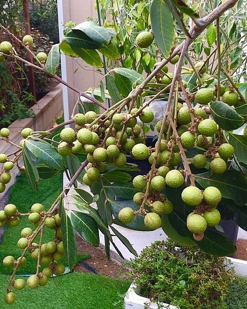 Khám phá khu vườn rộng 500m2 nhiều cây trái Việt ở Mỹ của danh ca Hương Lan-4