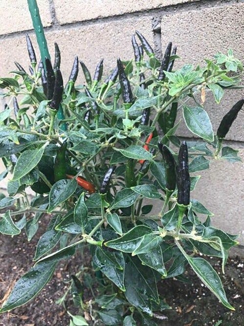 Khám phá khu vườn rộng 500m2 nhiều cây trái Việt ở Mỹ của danh ca Hương Lan-5