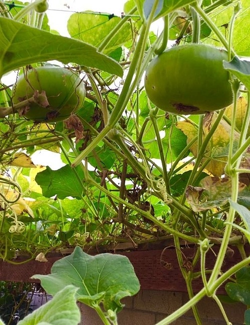 Khám phá khu vườn rộng 500m2 nhiều cây trái Việt ở Mỹ của danh ca Hương Lan-7