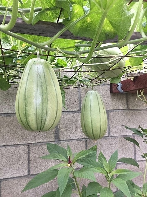 Khám phá khu vườn rộng 500m2 nhiều cây trái Việt ở Mỹ của danh ca Hương Lan-8