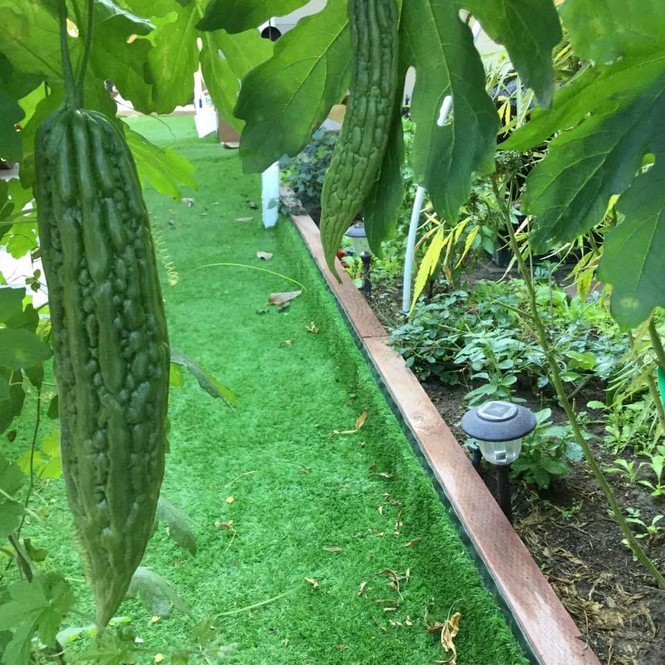 Khám phá khu vườn rộng 500m2 nhiều cây trái Việt ở Mỹ của danh ca Hương Lan-10