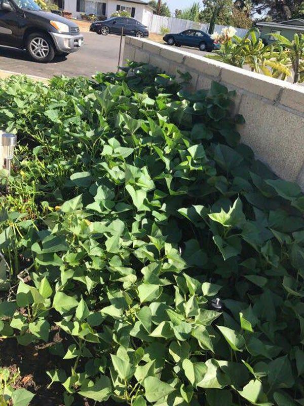 Khám phá khu vườn rộng 500m2 nhiều cây trái Việt ở Mỹ của danh ca Hương Lan-11