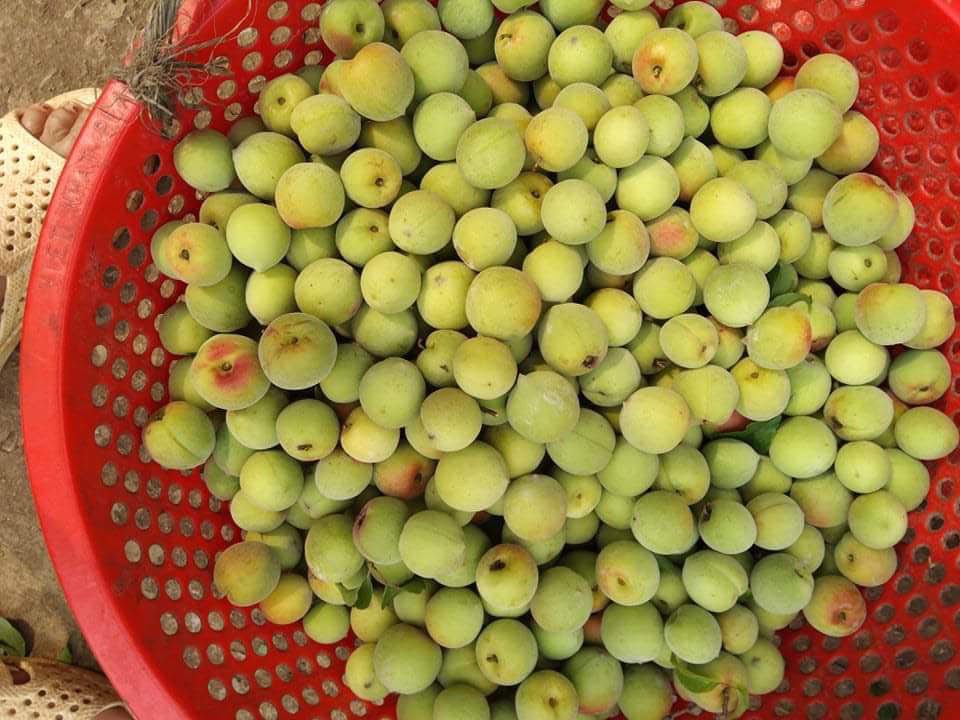 Mơ má đào mất giá thê thảm, đặt mua ngâm lấy nước chờ hè về-2