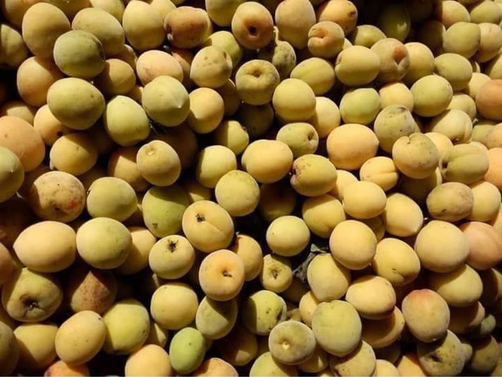 Mơ má đào mất giá thê thảm, đặt mua ngâm lấy nước chờ hè về-1