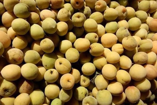 Mơ má đào mất giá thê thảm, đặt mua ngâm lấy nước chờ hè về