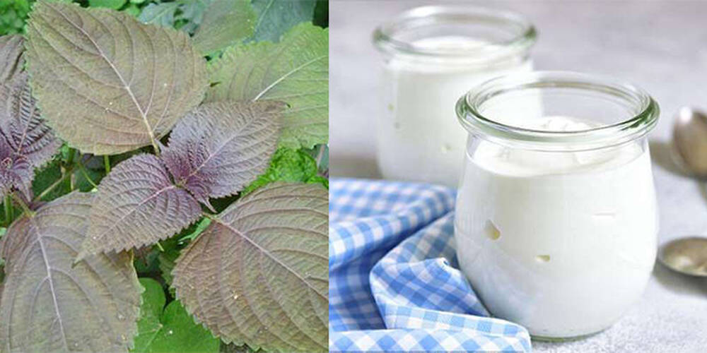 Cách làm trắng da mặt bằng lá tía tô hiệu quả, giúp U42 trẻ như U24-2