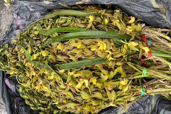 7.000 đồng một cành địa lan Trần Mộng