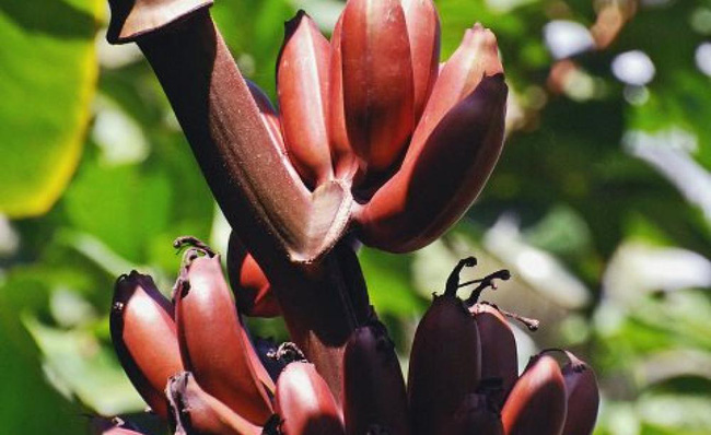 Loại chuối mới lạ có công dụng vượt trội hơn cả chuối vẫn ăn hàng ngày, cực tốt cho não bộ, tim, mắt-3