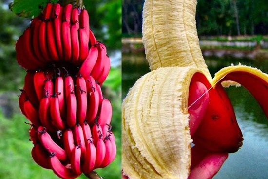 Loại chuối mới lạ có công dụng vượt trội hơn cả chuối vẫn ăn hàng ngày, cực tốt cho não bộ, tim, mắt
