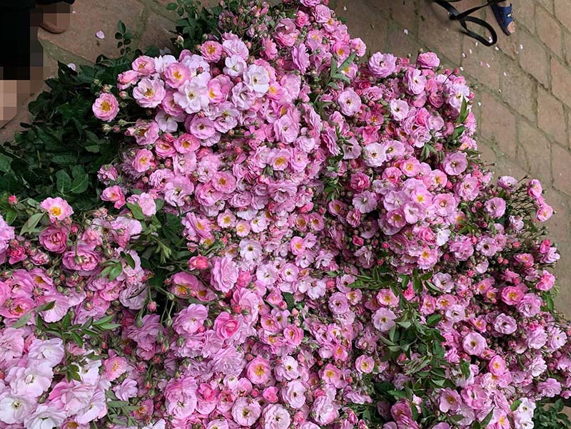 Năm chỉ có một mùa, Hà thành đổ xô mua hoa dại thôn quê chơi xuân-4