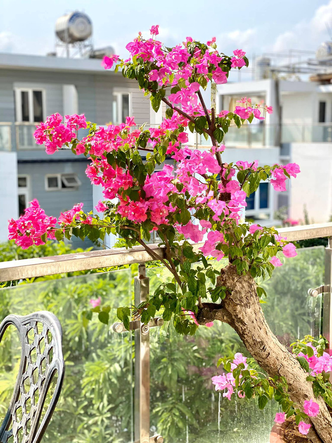 Biệt thự trắng nửa triệu đô của gia đình siêu mẫu Thuý Hạnh-14