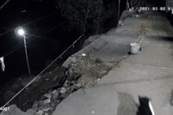 Clip: Báo đen lao tới vồ người đàn ông và diễn biến không ngờ phía sau-1