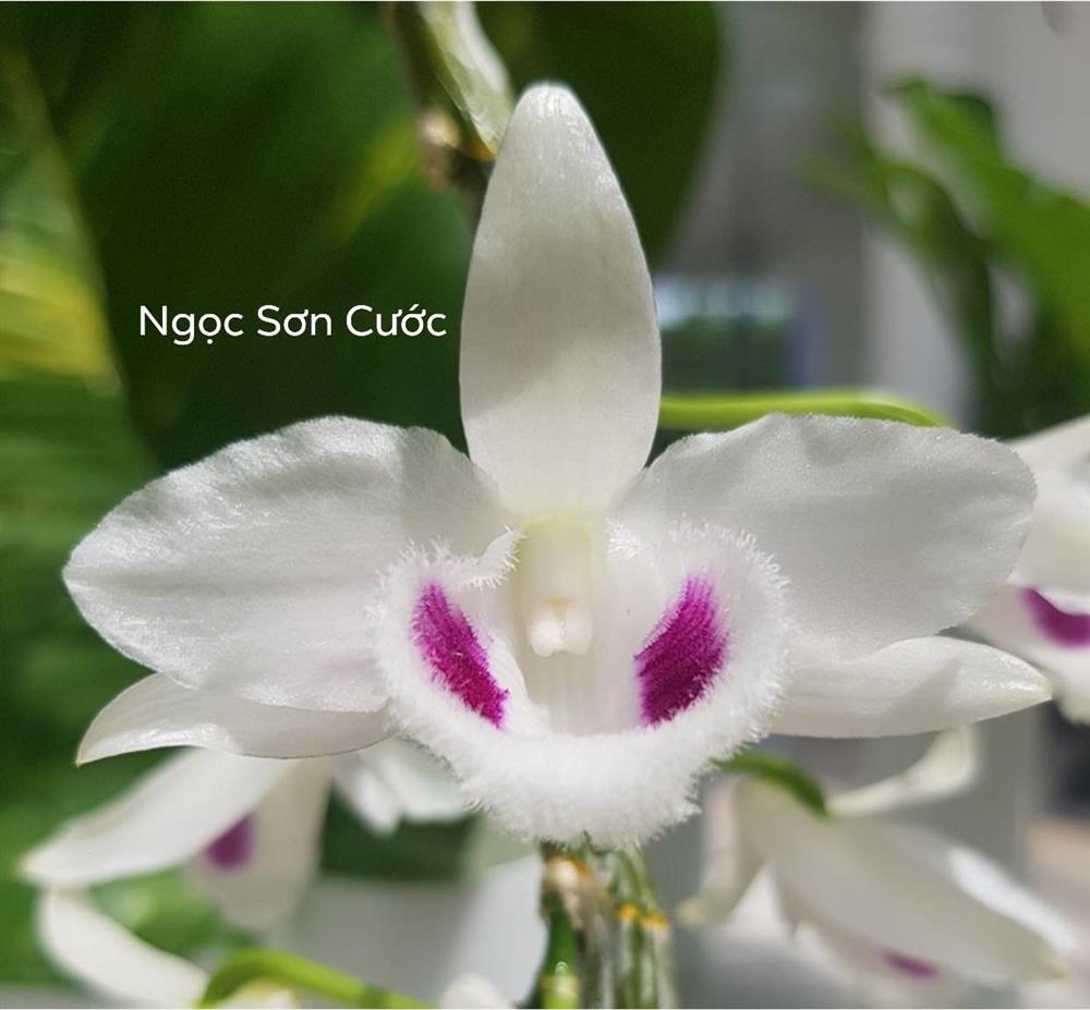 Nghi vấn quanh vụ mua bán lan var Ngọc Sơn Cước 250 tỷ ở Quảng Ninh-2