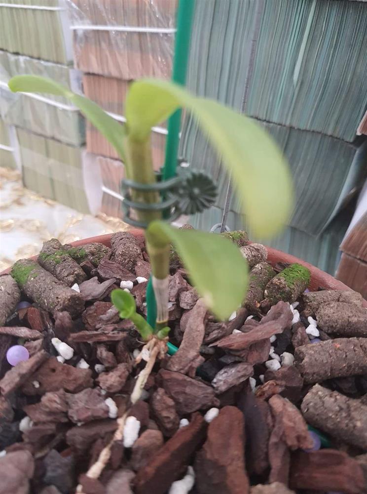 Nghi vấn quanh vụ mua bán lan var Ngọc Sơn Cước 250 tỷ ở Quảng Ninh-5