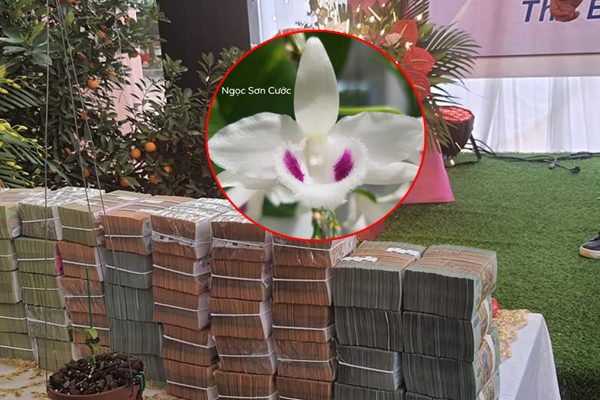 Ngọc Sơn: Tôi bị cắt điện vì không có tiền đóng, đợi đi diễn nhưng mưa bão-5