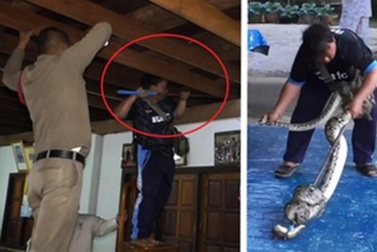 Cảnh sát bắt trăn khổng lồ trên mái nhà
