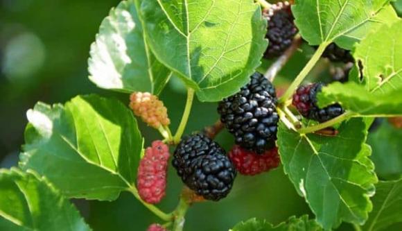 Loại cây là khắc tinh của Thần Tài, chớ để trong nhà kẻo tài lộc hư hao, vợ chồng dễ xảy ra rạn nứt-4