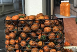 Túc tắc ngày vắt 3 tạ cam sành đóng chai, tiểu thương thu về tiền triệu