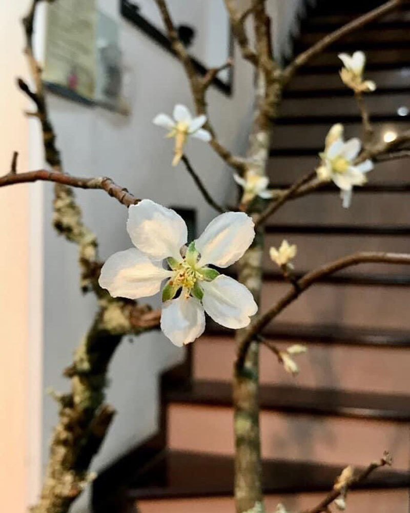 Bán 2.000 cành hoa rừng Tây Bắc, dân buôn hốt bạc triệu mỗi ngày-1