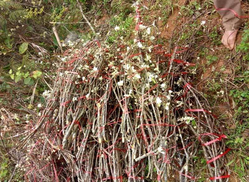 Bán 2.000 cành hoa rừng Tây Bắc, dân buôn hốt bạc triệu mỗi ngày-4
