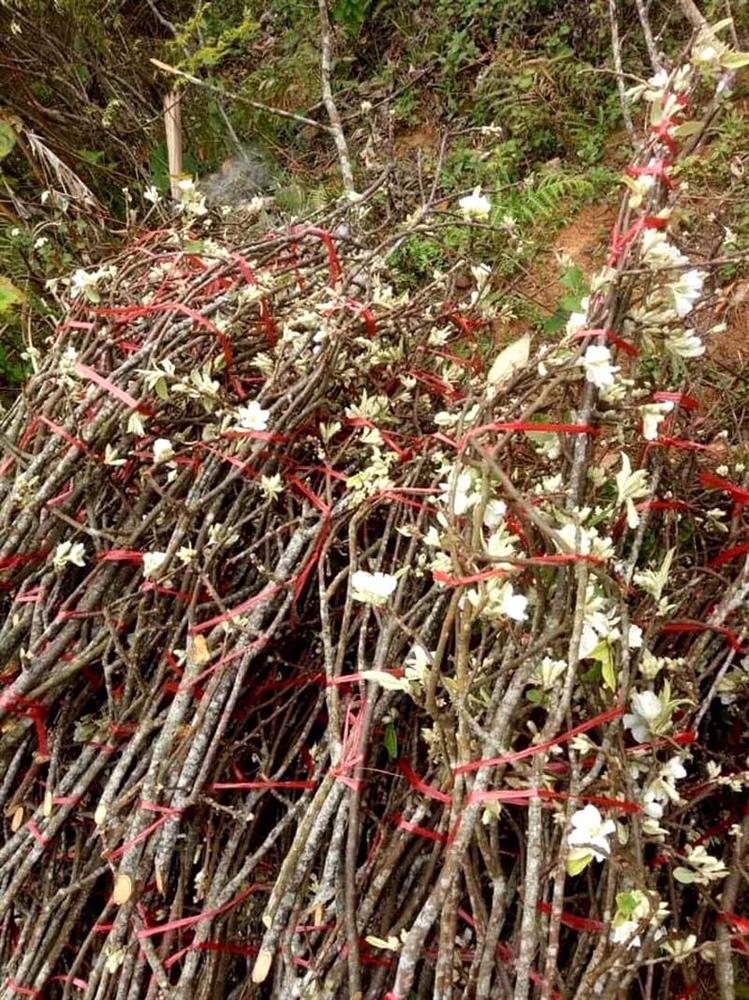 Bán 2.000 cành hoa rừng Tây Bắc, dân buôn hốt bạc triệu mỗi ngày-5