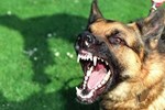 Hà Nội: Lại thêm trường hợp chó Bully hung hăng tấn công người khiến cụ bà nguy kịch-2