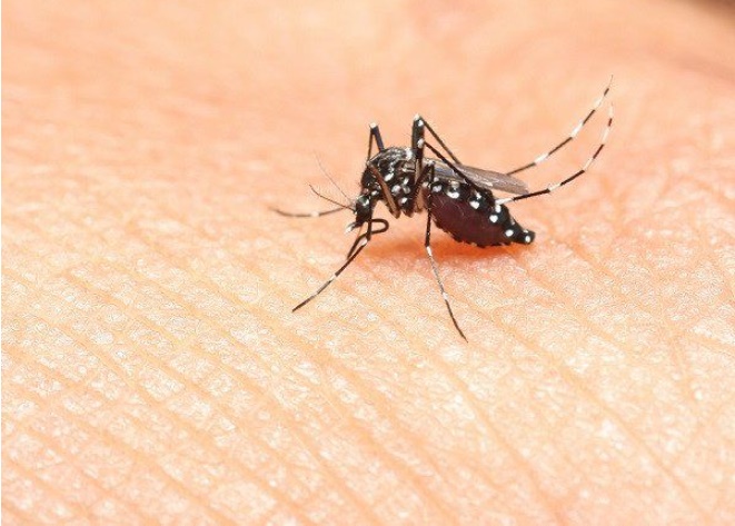5 cách đuổi muỗi hiệu quả, an toàn, không hóa chất cho nhà có trẻ nhỏ-1