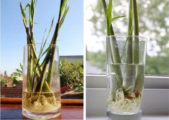 5 cách đuổi muỗi hiệu quả, an toàn, không hóa chất cho nhà có trẻ nhỏ-2