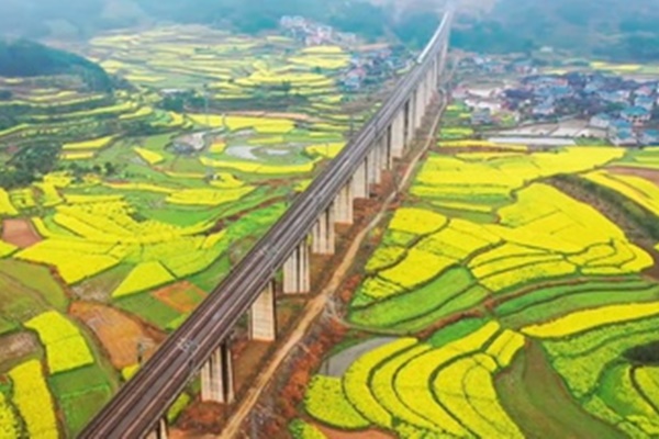 Rừng hoa anh đào rộng 2,7 triệu mét vuông nở rộ ở Trung Quốc-1